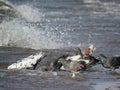 flock of birds drink water from the lake