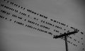 Flock of Birds on Electrical Wires Royalty Free Stock Photo