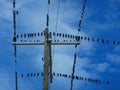 Flock of birds on a electrical wires Royalty Free Stock Photo