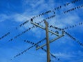 Flock of birds on a electrical wires Royalty Free Stock Photo