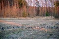flock of birds feeding on the ground in spring time in country Royalty Free Stock Photo