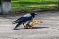 flock of birds feeding on the ground in spring time in country Royalty Free Stock Photo