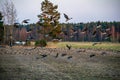 flock of birds feeding on the ground in spring time in country Royalty Free Stock Photo
