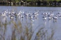 Flock of birds flamingos with chicks during migration on a pond Royalty Free Stock Photo