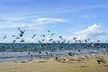 Flock of birds flapping wings rises from a sandy Baltic Sea beach on a blue sky background