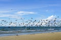 Flock of birds flapping wings takes off from a sandy Baltic Sea beach on a blue sky background