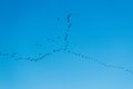 A flock of birds flies in the jamb to the south Royalty Free Stock Photo