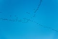 A flock of birds flies in the jamb to the south Royalty Free Stock Photo