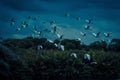 Flock of birds flies at the lagoon at night, Sri Lanka