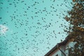 A flock of birds flies over the roof of the house against the blue sky with clouds Royalty Free Stock Photo