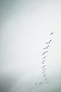 Flock of birds in flight Royalty Free Stock Photo