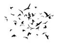 Flock of birds in flight. Royalty Free Stock Photo