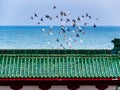 A flock of birds in flight above the roof of a Chinese temple