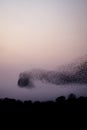 Flock of birds in flight against a pink sky during the sunset Royalty Free Stock Photo