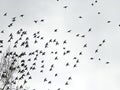 A flock of birds in flight against the sky. Royalty Free Stock Photo