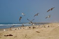 Flock of birds in flight at the beach with blue sky and ocean waves Royalty Free Stock Photo