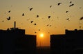 a flock of birds in flight between buildings at sunset