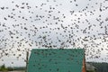 Flock of Birds in Flight