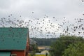 Flock of Birds in Flight Royalty Free Stock Photo