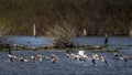 Flock of birds in flight over water Royalty Free Stock Photo