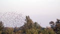 A flock of birds flutters overhead.Spontaneous movement of a huge mass of birds.