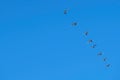 Flock of birds fly south in autumn Royalty Free Stock Photo