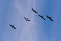 A flock of birds fly south on a blue sky Royalty Free Stock Photo