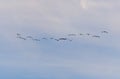 A flock of birds fly south on a blue sky Royalty Free Stock Photo