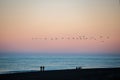 A flock of birds fly at sunset at Diamond beach ,Iceland Royalty Free Stock Photo