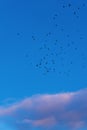 Flock of birds flying across a dramatic sky with bright purple clouds at sunset during migration season. Freedom, migration, Royalty Free Stock Photo