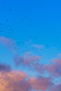 Flock of birds flying across a dramatic sky at sunset during migration season. Bright purple colored clouds, illuminated by the Royalty Free Stock Photo