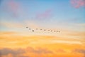 Flock of birds flying against the golden sunrise sky with clouds in the background Royalty Free Stock Photo
