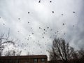 Flock of Birds Flying Against Overcast Sky