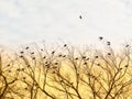 Birds Flying On Tree Branches In The Sunset Royalty Free Stock Photo