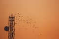 A flock of birds flying around the communication tower in the orange sky Royalty Free Stock Photo