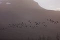 Flock of birds flying away against a misty mountain