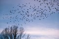 A flock of birds flying away Royalty Free Stock Photo