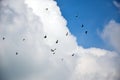 A flock of birds flying in the blue cloudy sky. A group of pigeons or doves flying in the sky
