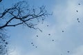 Flock of birds flying in a blue sky with some clouds with branches and trees in the foreground Royalty Free Stock Photo