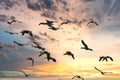 Flock of birds flying chaotically during sunset Royalty Free Stock Photo