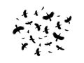 A flock of birds flying in a circle on a white background. Royalty Free Stock Photo
