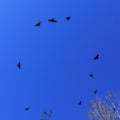 Flock of birds flying in the classic blue sky. Space for text