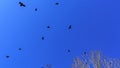 Flock of birds flying in the classic blue sky. Space for text