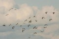 Flock of birds flying among the clouds in the sky - perfect for a wallpaper