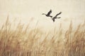 flock of birds flying on dry gold Pampas grass in the wind with white background.