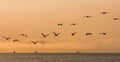 Flock of birds flying in a dusk Sky over the Pacific Ocean In The San Francisco Bay