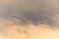 Birds Flying in Twilight Royalty Free Stock Photo