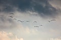 Birds Flying in Twilight Royalty Free Stock Photo