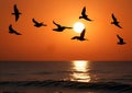 A flock of birds flying freely on a beach at a beautiful sunset Royalty Free Stock Photo