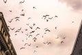 Flock of birds flying high. Royalty Free Stock Photo